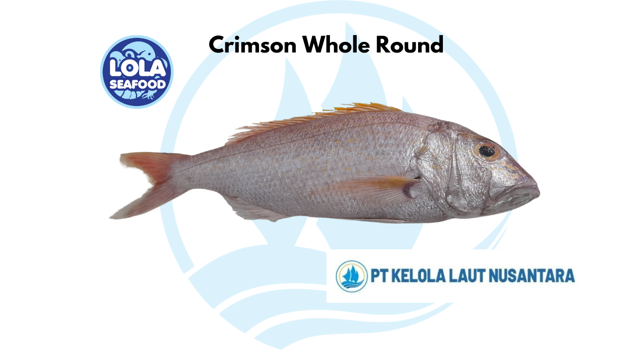 Crimson Snapper Whole Round